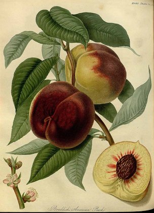 Prunus persica (L.) Batsch var. Braddick