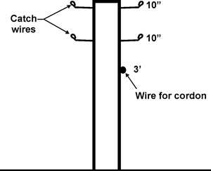 Detail for constructing the Single Wire Low Trellis with Catch Wires. View looking down the row. Special nails or a bend nail can be used for the catch wire
