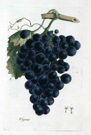Vigne (Grape vine)