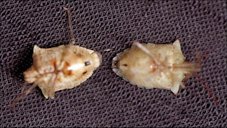Euschistus servus (Say) adult female (left) and male (right)