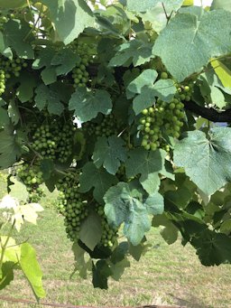 Wine Grape Vitis vinifera, Terras de Bouro, Portugal