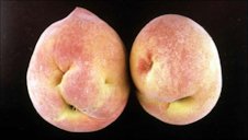 Catfacing damage in peach