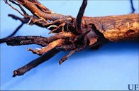 Damage to citrus tree roots by Diaprepes abbreviatus (L.).