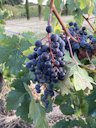 Wine Grape Vitis vinifera, Nouvelle-Aquitaine, FR