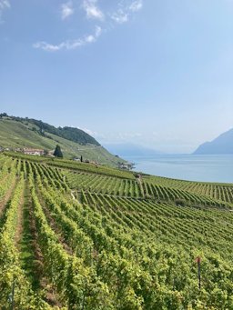 Wine Grape Vitis vinifera, Vaud, CH, Switzerland