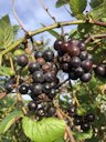 Fox Grape Vitis labrusca, Martha's Vineyard, Aquinnah, MA, US