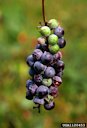 Summer grape (Vitis aestivalis)