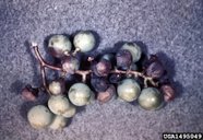 Symptoms of black rot on grapes