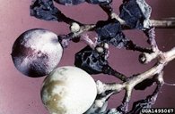 Symptoms of black rot on grapes