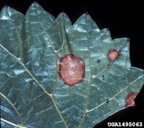 Symptoms of black rot on leaf