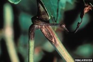 Symptoms of Black rot on stem