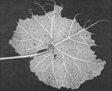 Partial skeletonization of 'Lake Emerald' grape leaf by larvae of the grapeleaf skeletonizer