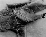 Damage to muscadine grape leaf with characteristic roll caused by the grape leaffolder, Desmia funeralis (Hübner), also showing silk strands.