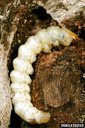 Grape Root Borer larvae