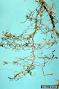 Grapevine phylloxera, root galls