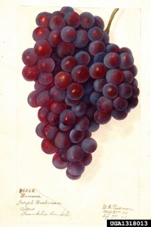 Grape Illustration