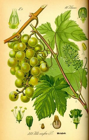 Botanical plate, Grape