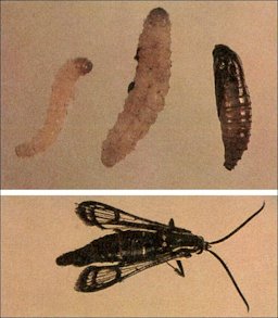 Larvae, pupa and adult of the lesser peachtree borer
