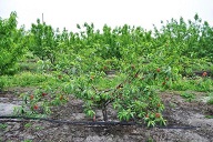 Reduction in foliage is resulting in the production of poor quality fruit.