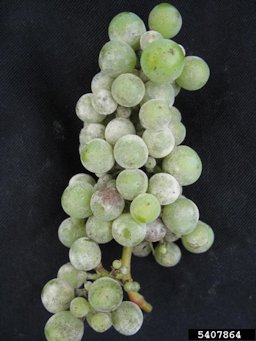 Berries in a grape bunch covered with the white powdery fungal growth of Uncinula necator (powdery mildew).
