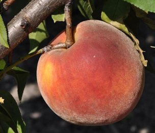 'TropicBeauty' peach