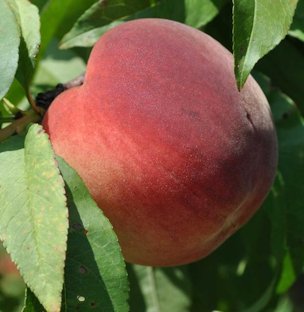 'TropicSnow' peach