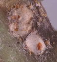 Adult female white peach scales, Pseudaulacaspis pentagona (Targioni)