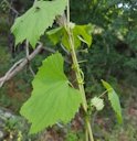 Wine Grape Vitis vinifera, Central Macedonia, Greece