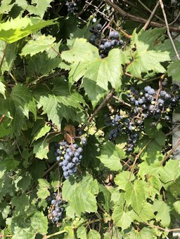 Fox Grape Vitis labrusca, Erie County, US-PA, US