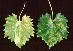 Angular leaf spot on muscadine grape, caused by the fungus Mycosphaerella angulata.