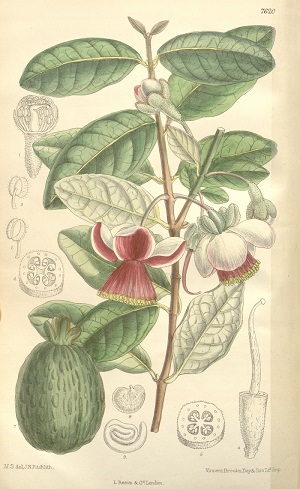 Psidium sellowiana