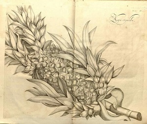 Ananas comosus (L.) Merr. [as Ananassa sativa Lindl.]