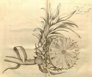 Ananas comosus (L.) Merr. [as Ananassa sativa Lindl.]