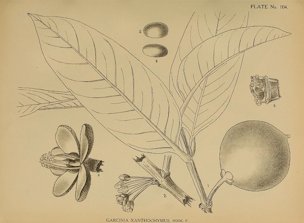 Garcinia xanthochymus Hook.f. ex T. Anderson