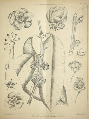 Garcinia xanthochymus Hook.f. ex T. Anderson [as Xanthochymus pictorius Roxb.]