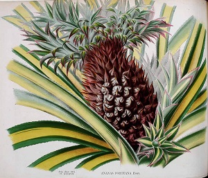 Ananas comosus (L.) Merr. [as Ananas porteanus Veitch ex K. Koch]
