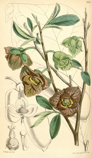 Asimina triloba (L.) Dunal