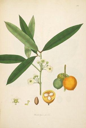 Garcinia xanthochymus Hook.f. ex T. Anderson [as Xanthochymus pictorius Roxb.]