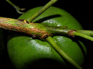 Unripe fruit's attachment to the stem