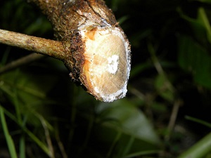 Latex exuding from a cut branch