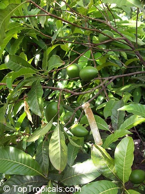 Immature fruit and leaves