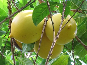 Pouteria caimito (Abiu fruit). Habit at Pali, Waipio, Maui, Hawaii.