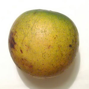 This ripe Abiu fruit is yellow with green speckles and smooth, rounded shape.