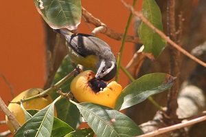 Bananaquit eating abiu fruit from Blumenau, Brasil