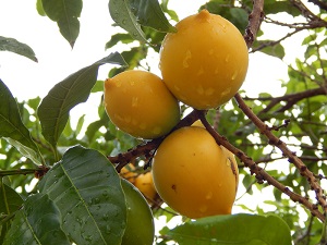 Pouteria caimito (Abiu fruit). Fruit at Pali, Waipio Huelo, Maui, Hawaii