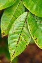 Algal leaf spot of gauva (Psidium guajava. Pathogen: Cephaleuros virescens