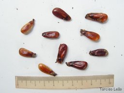 Annona montana seeds