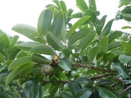 Annona montana Macfad., Fertile branch, Bolivia, Santa Cruz, Parque Autonómico