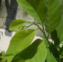 Atis (Philippines) leaves Anonaceae, Atis Annona squamosa Linn. Sugar Apple