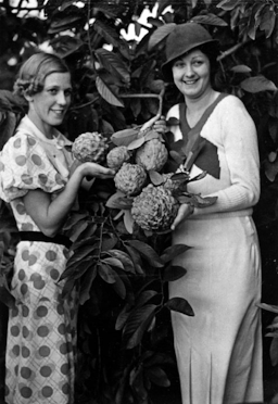 Custard apples, Redland Bay. (Women holding fruit).